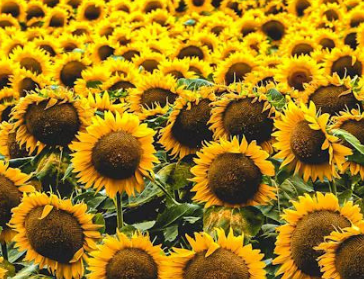 1000 girasoli per la Pace